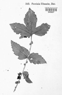 Triphragmium ulmariae image